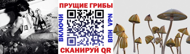 Псилоцибиновые грибы мухоморы  hydra рабочий сайт  Новороссийск 